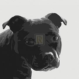Staffordshire Bull