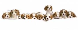Puppy Love