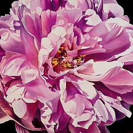 Pink Peony