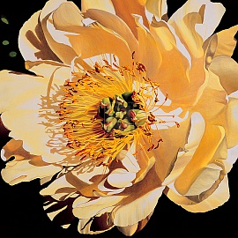 Yellow Peony